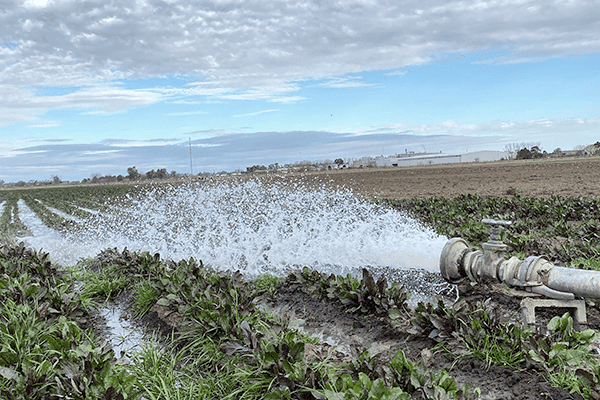 Agua extraída con bomba sumergible para riego en Zona Oeste